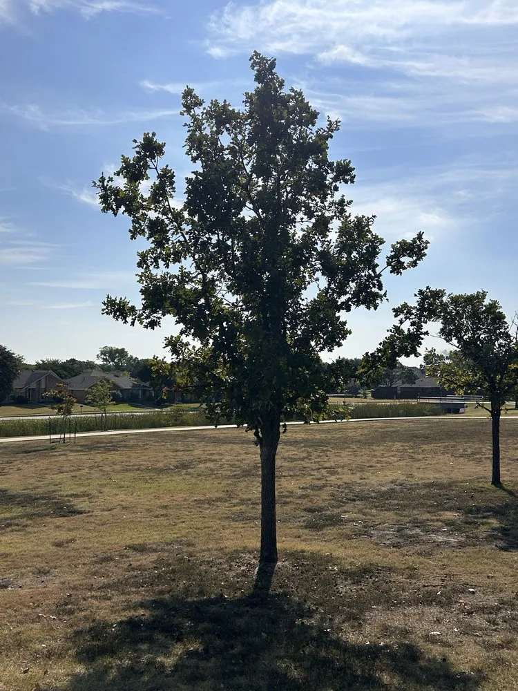 Expert landscape design in Addison, TX by Titan Pest Defense