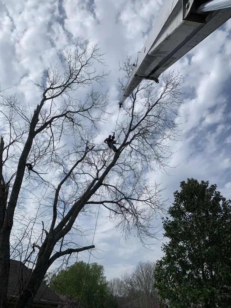 Local outdoor landscaping in Franklin, TN - Titan Tree & Firewood