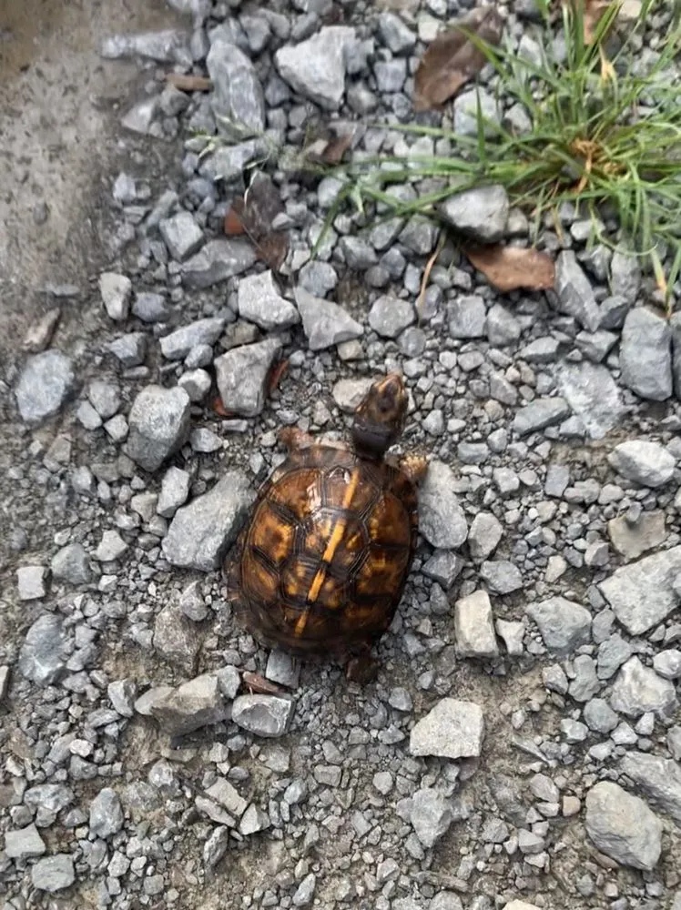 Professional yard maintenance in Franklin, TN - Titan Tree & Firewood