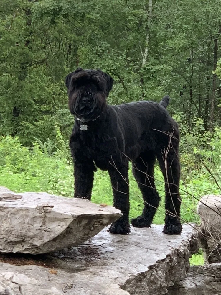 Custom residential landscaping with custom design in Franklin, TN by Titan Tree & Firewood