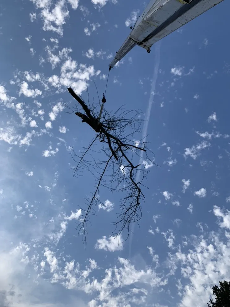 Reliable lawn mowing service in Franklin, TN by Titan Tree & Firewood