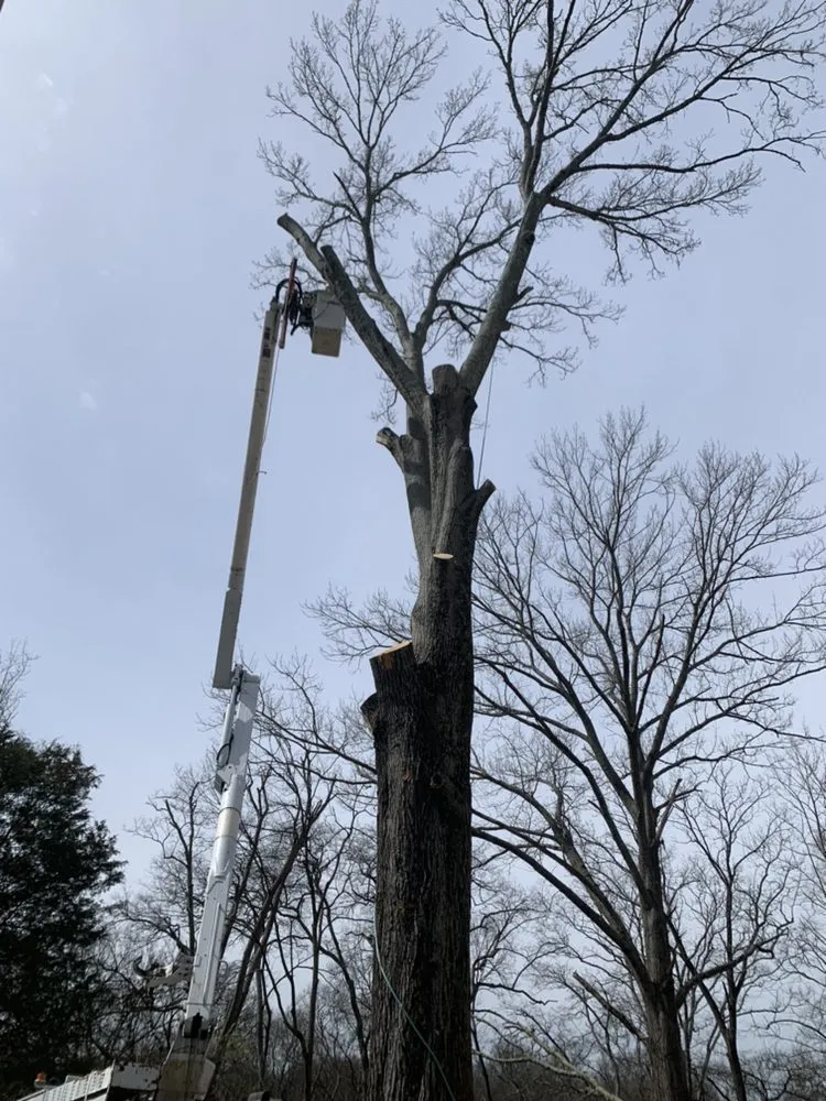 Professional yard cleanup service near you across Franklin, TN - Titan Tree & Firewood