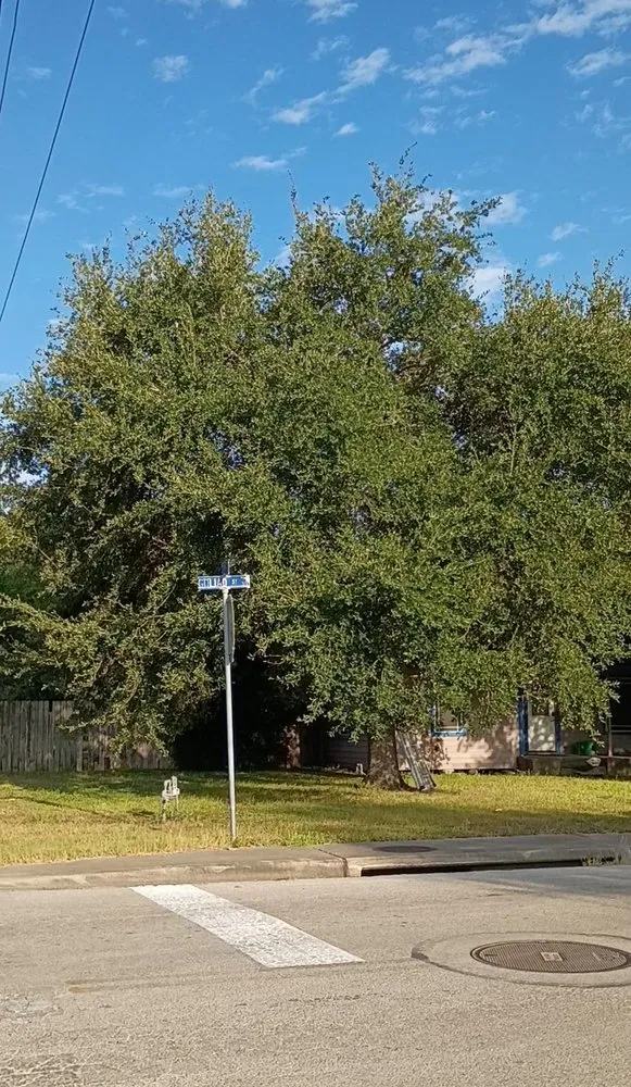 Professional outdoor landscaping experts serving Alice, TX - Titan Tree Trimming