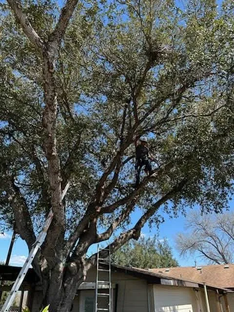 Affordable outdoor landscaping in Alice, TX - Titan Tree Trimming