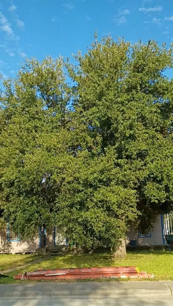 Trusted residential landscaping near you across Alice, TX - Titan Tree Trimming