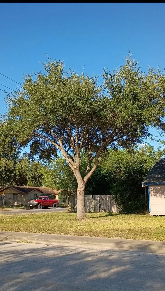 Local outdoor landscaping for outdoor upgrades in Alice, TX by Titan Tree Trimming