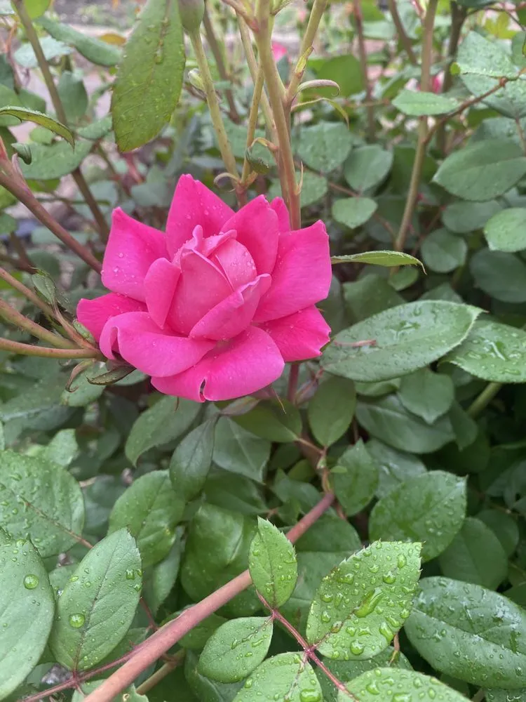 Affordable outdoor landscaping experts serving Wilmington, DE - Titinos Landscaping