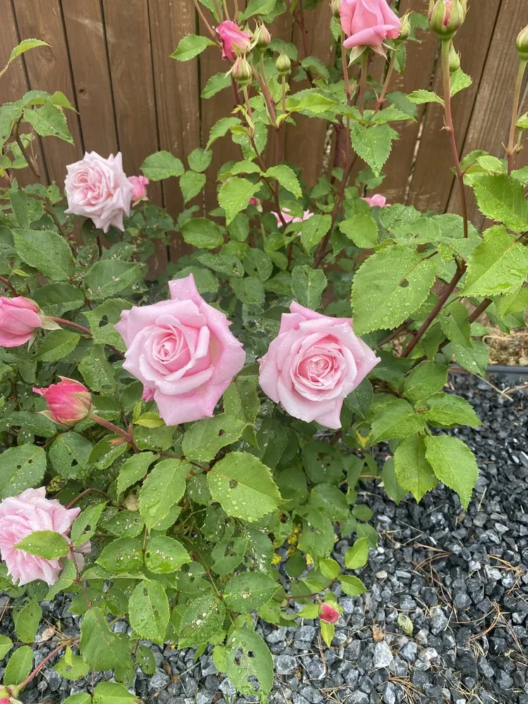 Local garden landscaping in Wilmington, DE - Titinos Landscaping