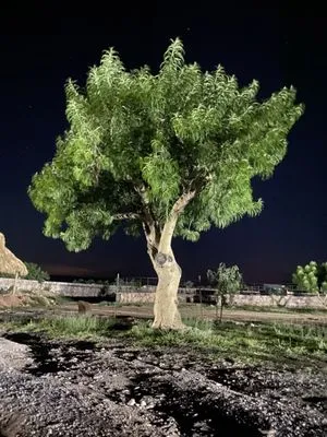 Titinos Landscaping Logo