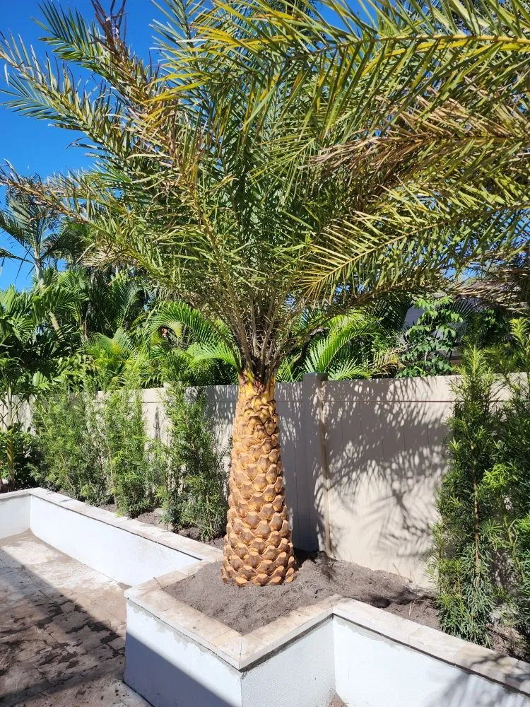 Affordable yard cleanup service experts serving Fort Myers, FL - Titos Landscaping Services