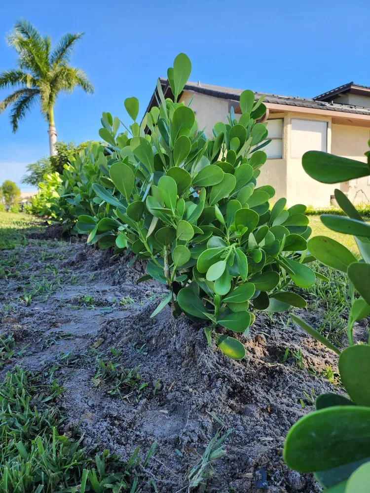 Top-rated yard cleanup service in Fort Myers, FL by Titos Landscaping Services