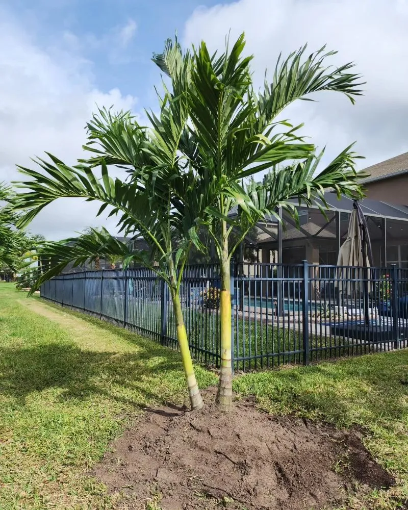 Reliable residential landscaping with custom design in Fort Myers, FL by Titos Landscaping Services