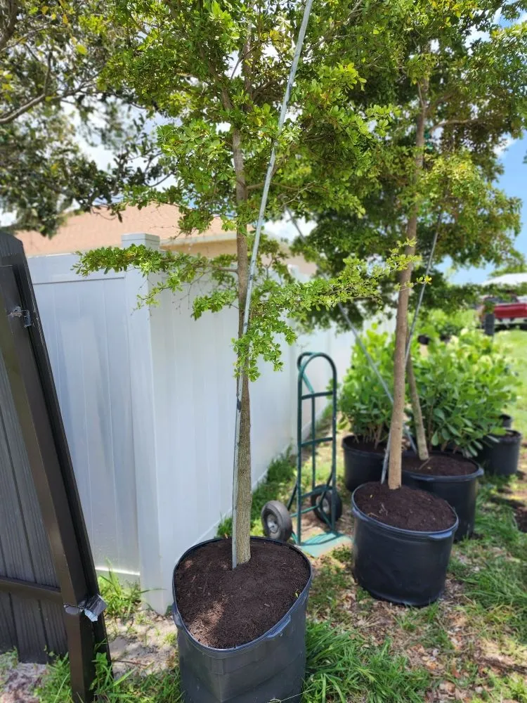 Top-rated lawn care service experts serving Fort Myers, FL - Titos Landscaping Services