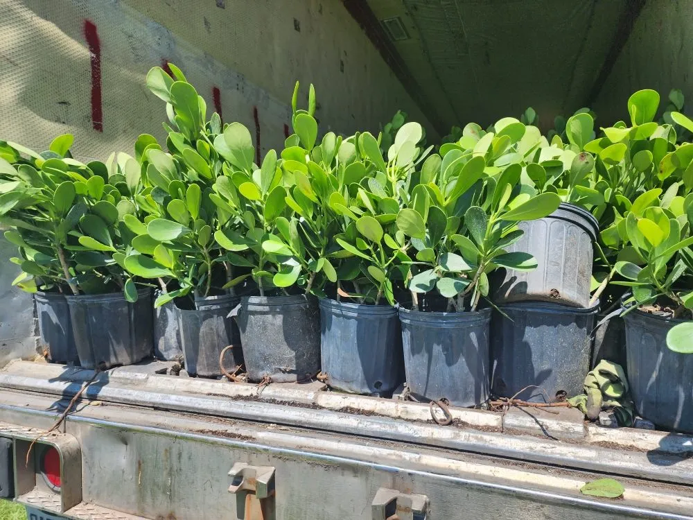 Trusted residential landscaping for beautiful yards in Fort Myers, FL by Titos Landscaping Services