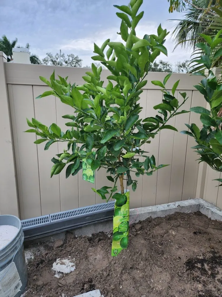 Reliable yard maintenance for beautiful yards in Fort Myers, FL by Titos Landscaping Services