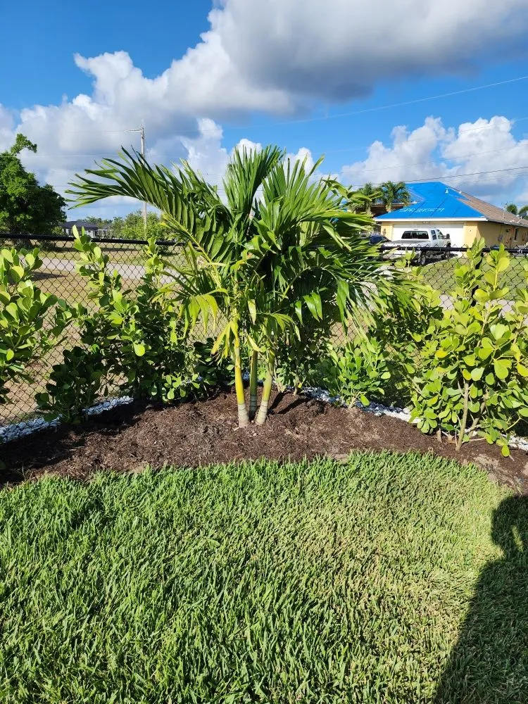 Expert lawn care service in Fort Myers, FL - Titos Landscaping Services
