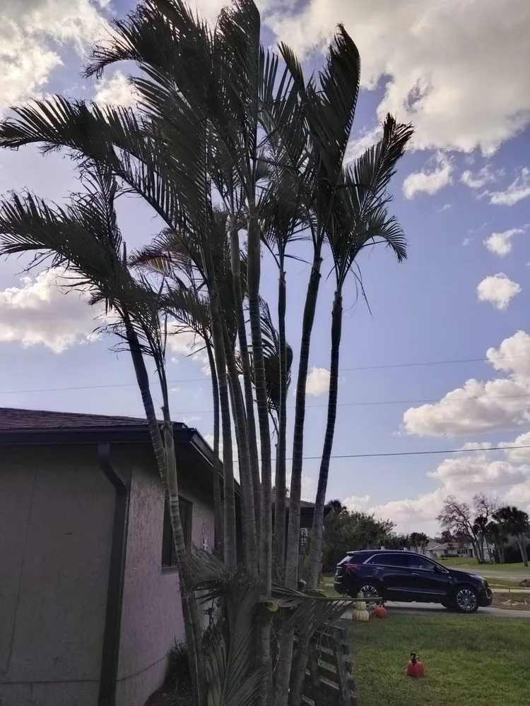 Top-rated lawn care service in Port Charlotte, FL by Tito's lawncare and Tree Service