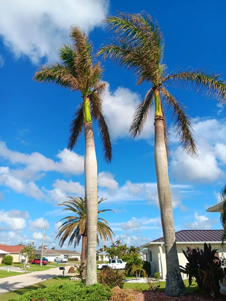 Affordable landscape installation in Port Charlotte, FL by Tito's lawncare and Tree Service