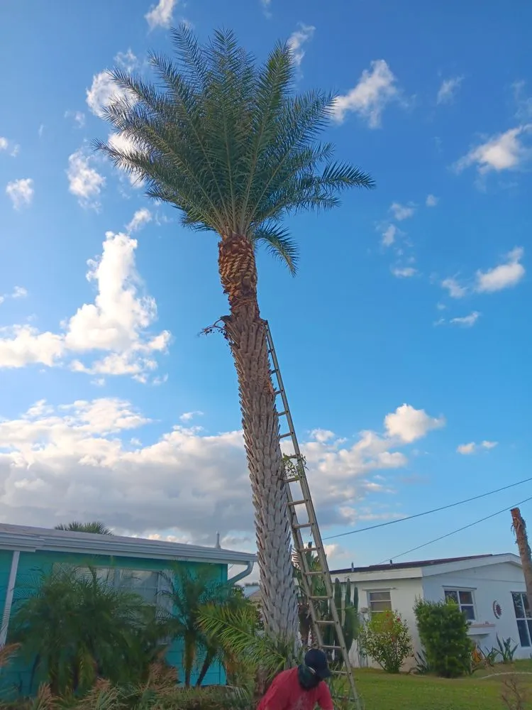 Top-rated garden landscaping in Port Charlotte, FL - Tito's lawncare and Tree Service