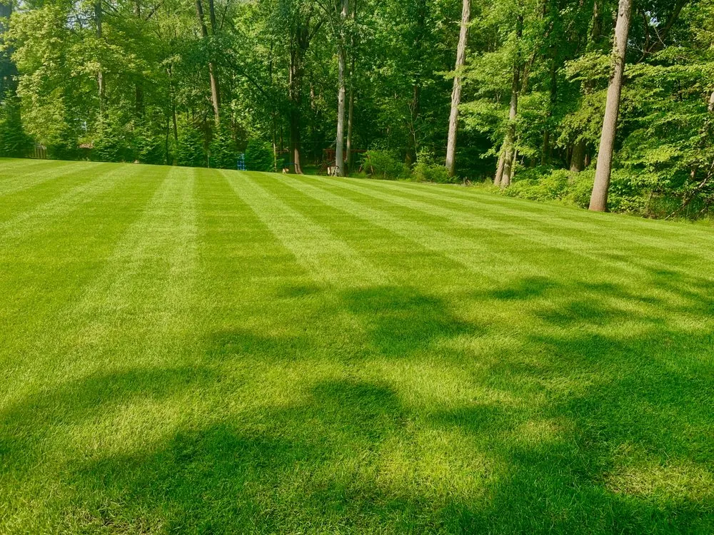 Expert yard cleanup service in City of Orange, NJ - Tix Landscaping