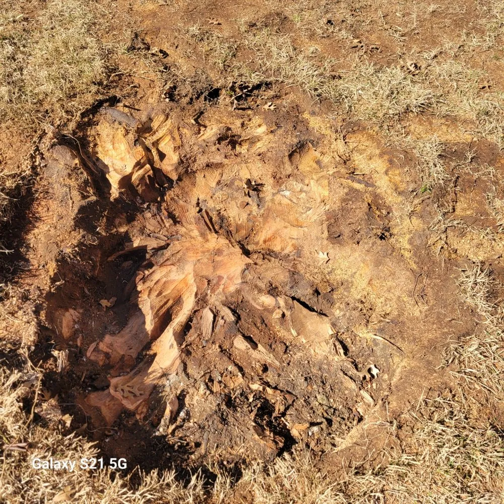 Expert yard cleanup service experts serving Justin, TX - TJ Lawn & Tree