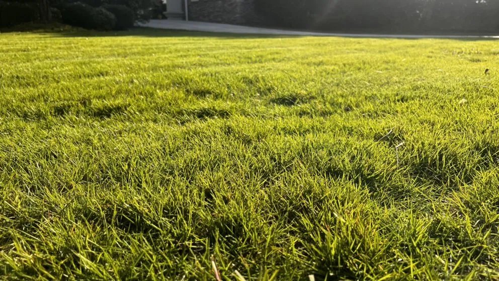 Affordable yard cleanup service in Dalton, GA - TJ Mow Landscaping