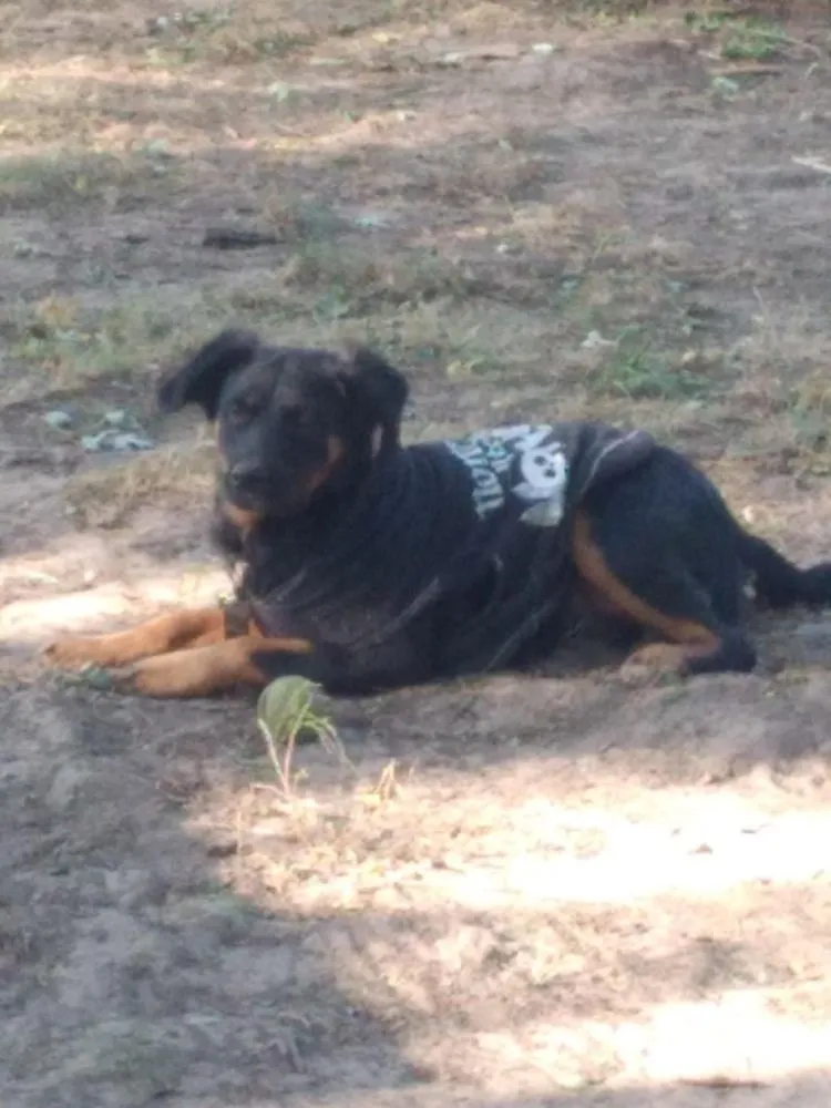 Affordable lawn care service in Ovid, MI - TJ's Custom Lawns