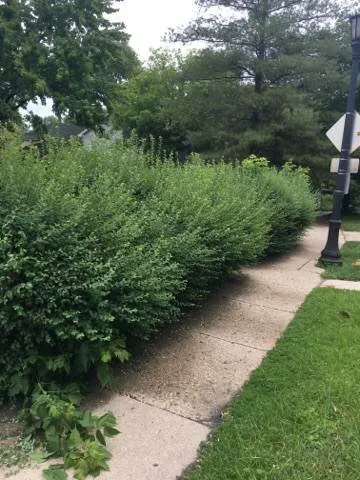 Professional residential landscaping in Evanston, IL by TJ's Lawn Services