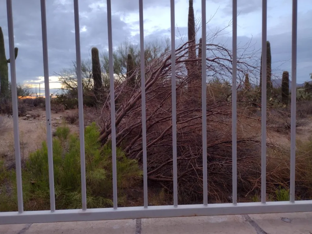 Custom yard maintenance experts serving Tucson, AZ - TJ's Moving, Landscaping, and Labor