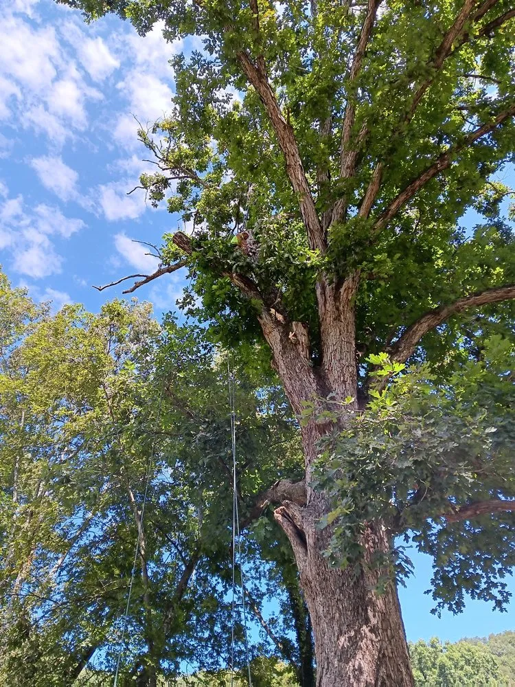 Top-rated landscape design experts serving Chattanooga, TN - TJ'S Tree Service