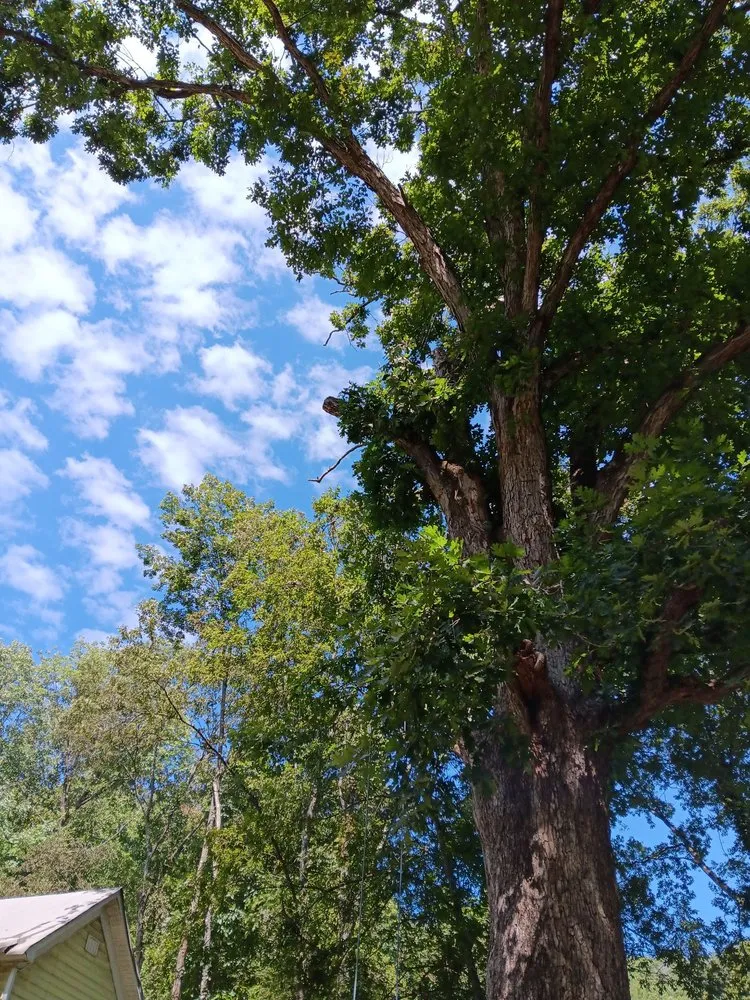 Trusted landscape design experts serving Chattanooga, TN - TJ'S Tree Service