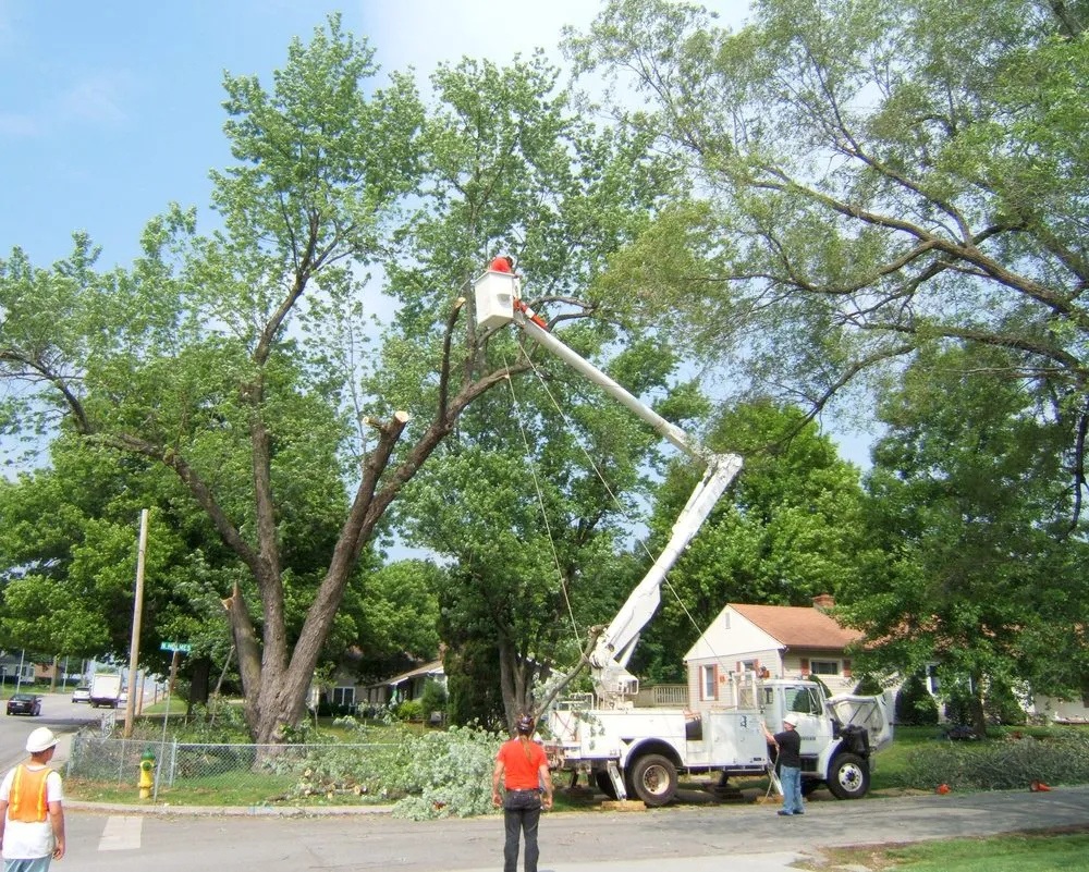 Professional yard cleanup service experts serving Kansas City, MO - TJ's Tree Services