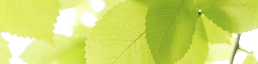 Professional yard cleanup service in Kansas City, MO - TJ's Tree Services