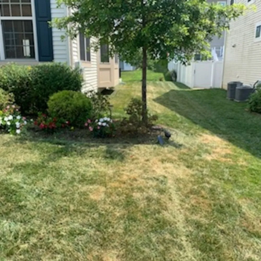 Expert yard cleanup service in St Charles, MD by Tjs Yard Care