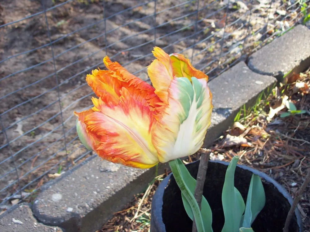 Professional landscaping services for year-round maintenance in Saint Peters, MO by TJW Landscaping