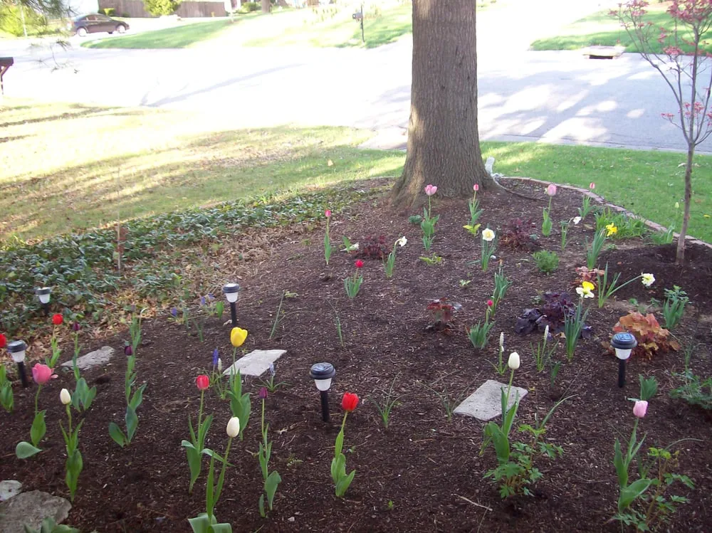 Professional lawn care service in Saint Peters, MO - TJW Landscaping