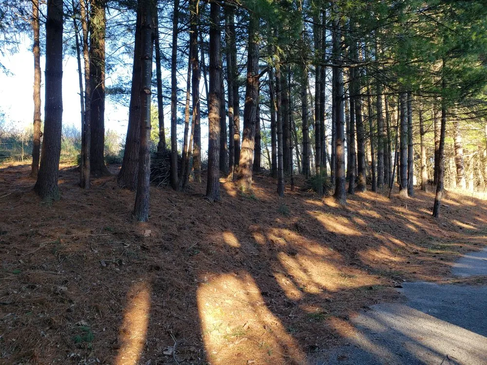 Affordable yard cleanup service in Lancaster, NY by TK's Knightly Land Restoration & Wildscaping Services