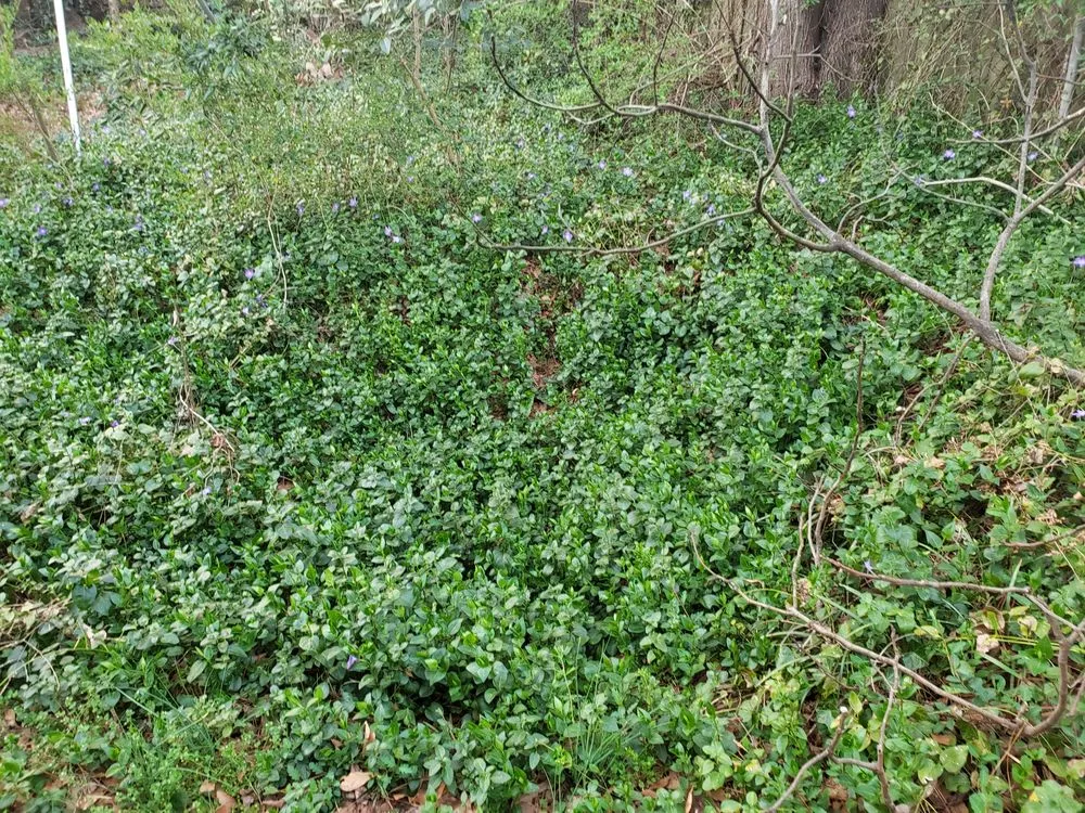 Custom lawn mowing service for homes in Lancaster, NY by TK's Knightly Land Restoration & Wildscaping Services