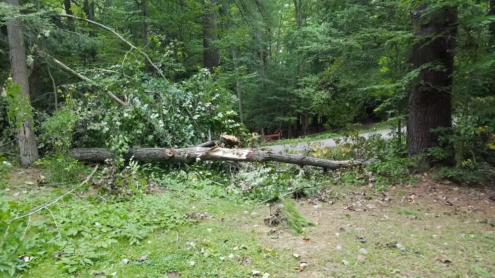 Affordable lawn mowing service in Lancaster, NY - TK's Knightly Land Restoration & Wildscaping Services