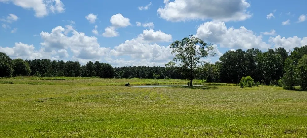 Custom yard maintenance in Franklinton, LA by Tk's Land Management and Welding