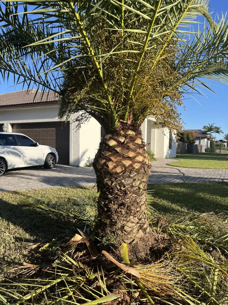 Local yard maintenance in Homestead, FL by T.L. Landscaping