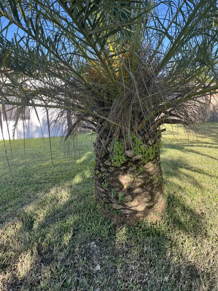 Trusted outdoor landscaping experts serving Homestead, FL - T.L. Landscaping