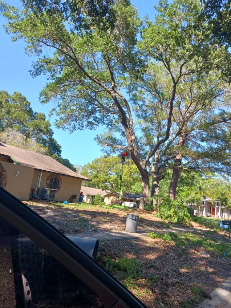 Professional lawn mowing service in Clearwater, FL - T.L Lawns