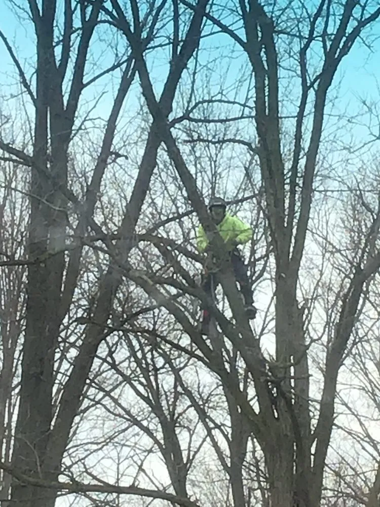 Custom lawn care service for year-round maintenance across Hazelwood, MO - T&L Tree Service