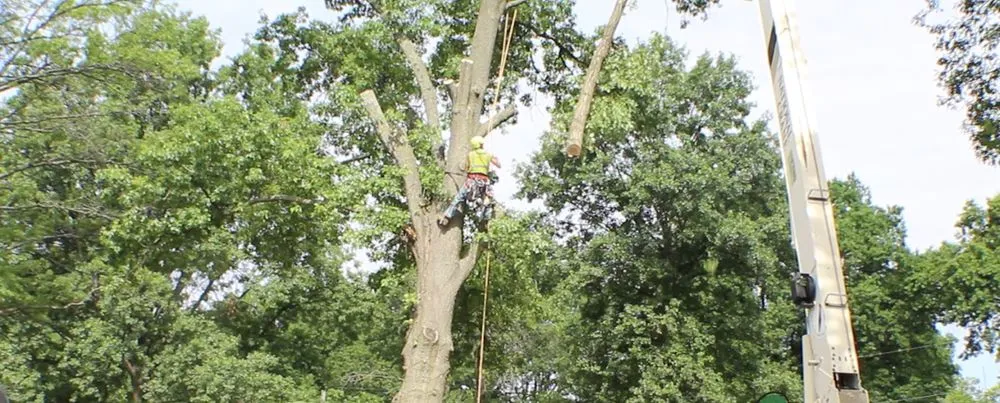 Affordable residential landscaping in Hazelwood, MO - T&L Tree Service