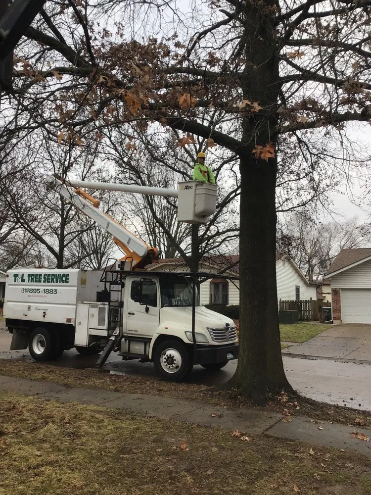 Top-rated yard cleanup service experts serving Hazelwood, MO - T&L Tree Service