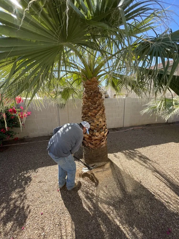 Custom lawn care service for homes across Phoenix, AZ - Tlacuache Landscaping