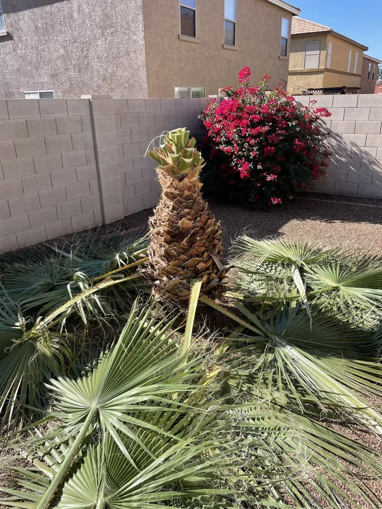Local landscape installation in Phoenix, AZ by Tlacuache Landscaping