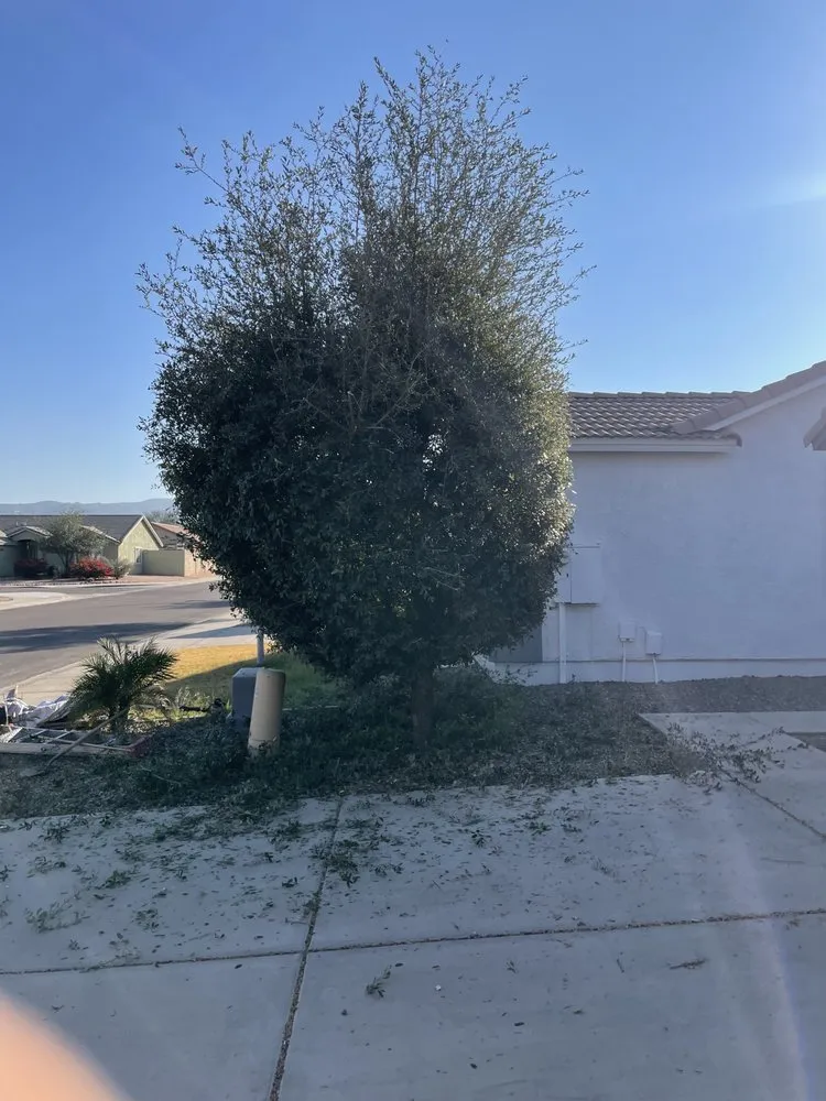 Local lawn mowing service in Phoenix, AZ - Tlacuache Landscaping