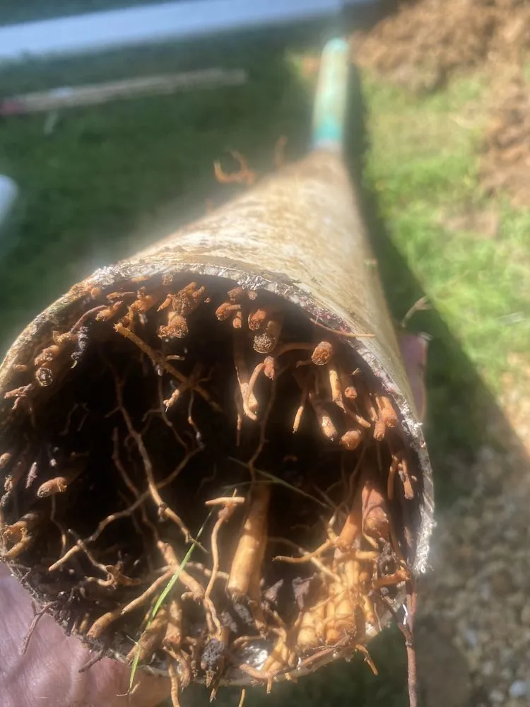 Reliable lawn care service for residential properties in Gambrills, MD by TLC